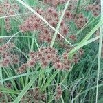 Cyperus papyrus fruit picture by Jean-Marie Tognola (cc-by-sa)