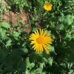 Doronicum austriacum flower picture by Audrey Betus (cc-by-sa)