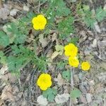 Ranunculus acris habit picture by Béatrice Escande (cc-by-sa)