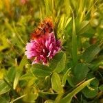 Trifolium wormskioldii flower picture by Kristopher Freier (cc-by-sa)