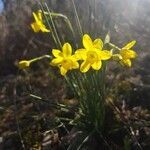 Narcissus assoanus flower picture by Lole Baptiste (cc-by-sa)