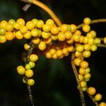 Chamaedorea pinnatifrons fruit picture by Nelson Zamora Villalobos (cc-by-nc)