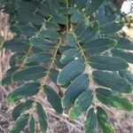 Albizia lebbeck leaf picture by Audrey Raoul (cc-by-sa)