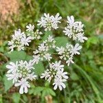 Heracleum austriacum flower picture by Lennaert Steen (cc-by-sa)