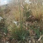 Anthericum liliago habit picture by Markus W. (cc-by-sa)