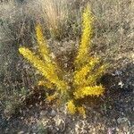 Ulex parviflorus habit picture by Plantae Lucorum (cc-by-sa)