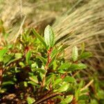 Vaccinium geminiflorum leaf picture by Fabien Anthelme (cc-by-sa)