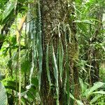 Elaphoglossum herminieri habit picture by Renato Lima (cc-by-nc-sa)