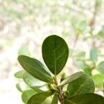 Fernelia buxifolia leaf picture by B. Reynaud (cc-by-sa)