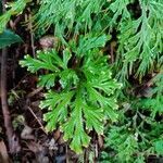 Selaginella sinuosa leaf picture by florent Palach (cc-by-sa)