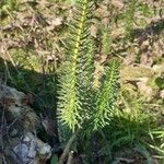 Hippuris vulgaris habit picture by Emimk (cc-by-sa)