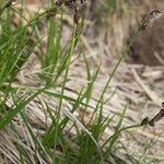 Carex ericetorum leaf picture by Martin Bishop (cc-by-sa)