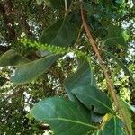 Phytolacca dioica habit picture by Fonseca Wendel (cc-by-sa)