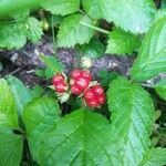 Rubus saxatilis fruit picture by Sergio Ricardo (cc-by-sa)