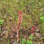 Corallorhiza maculata flower picture by Eric Larsen (cc-by-sa)