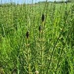 Equisetum palustre flower picture by robbieboomsma (cc-by-sa)