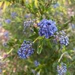 Ceanothus impressus flower picture by Dan Maxwell (cc-by-sa)