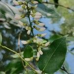 Derris trifoliata flower picture by Ash Welch (cc-by-sa)