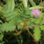 Mimosa skinneri habit picture by Nelson Zamora Villalobos (cc-by-nc)