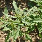 Iberis amara habit picture by Yoan MARTIN (cc-by-sa)