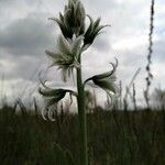 Ornithogalum nutans flower picture by Zolnyánszki Zsolt (cc-by-sa)