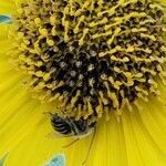 Helianthus mollis flower picture by Saul Thomas (cc-by-sa)