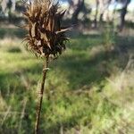 Cynara humilis fruit picture by Selene Canales Carrión (cc-by-sa)