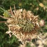 Knautia arvensis fruit picture by Monique Richard (cc-by-sa)