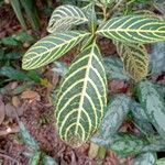 Sanchezia speciosa leaf picture by Matías y Daniel Laaz (cc-by-sa)