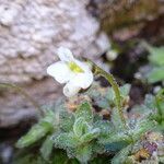 Draba dubia flower picture by Fabien Anthelme (cc-by-sa)