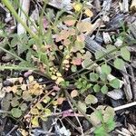 Cardamine hirsuta habit picture by Pierre Bonnet (cc-by-sa)