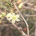 Asparagus nesiotes flower picture by Diego Alex (cc-by-sa)