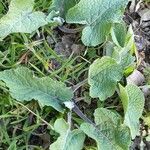 Salvia verticillata habit picture by laurence lo (cc-by-sa)