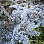 Abies procera leaf picture by Dieter Albrecht (cc-by-sa)