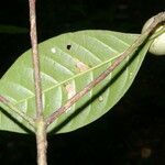 Randia grandifolia leaf picture by Nelson Zamora Villalobos (cc-by-nc)