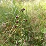 Epipactis muelleri habit picture by Sarah Popille (cc-by-sa)