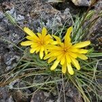 Agoseris glauca flower picture by Michael Finch (cc-by-sa)