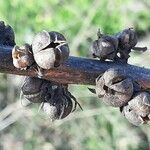 Verbascum virgatum fruit picture by Monteiro Henrique (cc-by-sa)