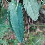 Betonica officinalis leaf picture by G Bart (cc-by-sa)