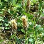 Carex distans flower picture by gilles collin (cc-by-sa)