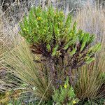 Hypericum lancioides habit picture by Fabien Anthelme (cc-by-sa)