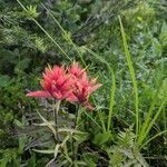 Castilleja miniata flower picture by Joanne Lawrence (cc-by-sa)