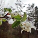 Amelanchier ovalis habit picture by Yoan MARTIN (cc-by-sa)