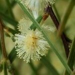 Acacia cognata flower picture by ian connop (cc-by-sa)