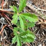 Potentilla gracilis leaf picture by Joseph Littlehorn (cc-by-sa)