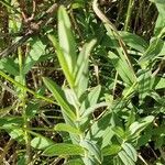 Hypericum annulatum leaf picture by susan brown (cc-by-sa)