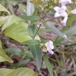 Houstonia purpurea leaf picture by Franklin Barrett (cc-by-sa)