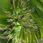 Areca catechu flower picture by Stevens Perry (cc-by-sa)