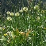 Allium victorialis flower picture by Kabilan Nadarajah (cc-by-sa)