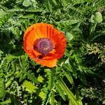 Papaver orientale flower picture by Tarcisius Vella (cc-by-sa)